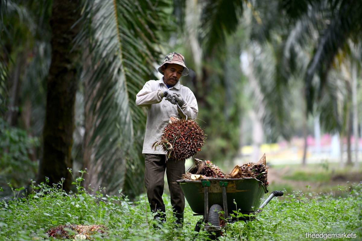 CPO output fell by 5% y-o-y and 18% q-o-q in 4Q20 as FFB yields were impacted by heavy rainfall in some oil palm-growing regions and labour shortage issues, said the analysts. (Photo by Mohd Suhaimi Mohamed Yusuf)